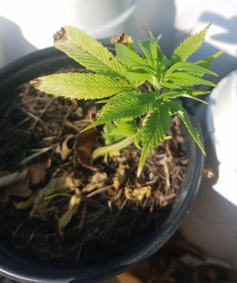 Do You Need Rooting Hormone? Quick and Dirty Propagation