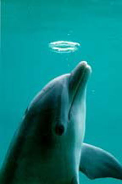dolphin blows smoke ring underwater