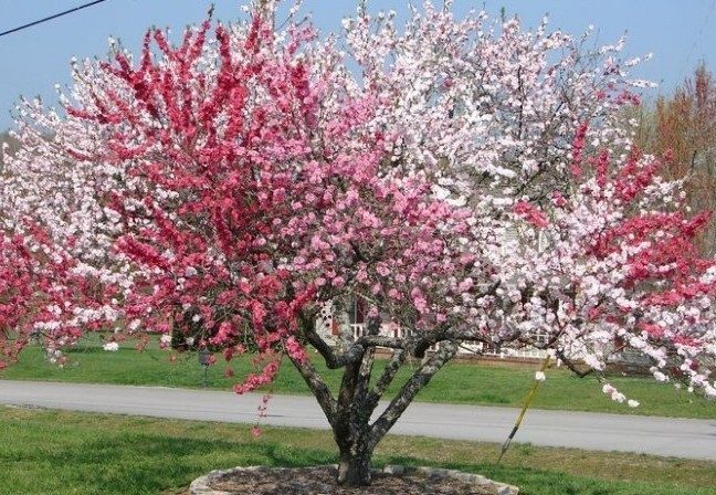 Peach-Blossoms-grafted-tree